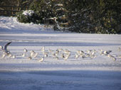 gulls