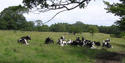 cows