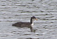 grebes