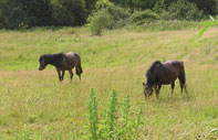 horses