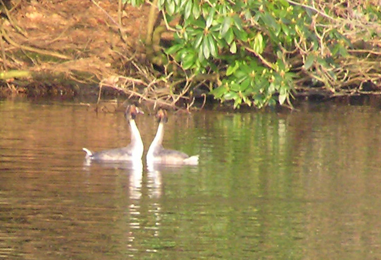 grebes