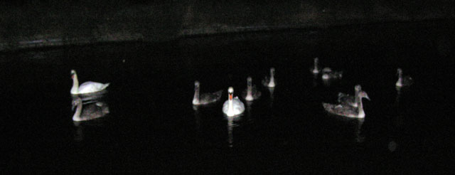 swans