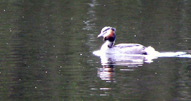 gcgrebe