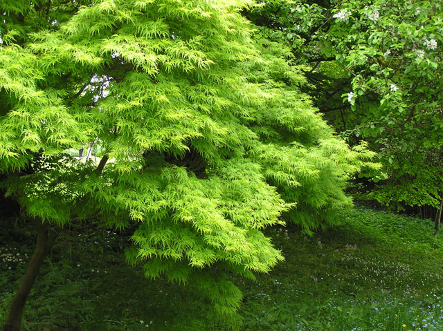 green acer