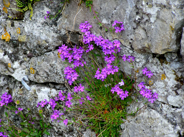 wall flowers