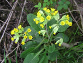 cowslips