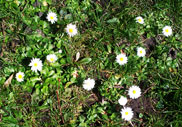 daisys