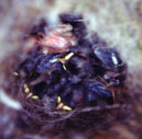 bluetitnests