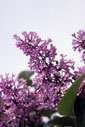 lilacs