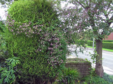 fclematis