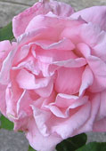 rose1