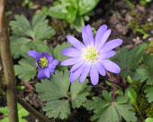 anemoni