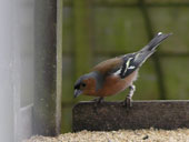 chaffinch