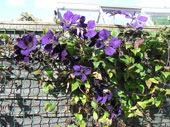 clematis1