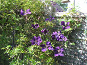 clematis