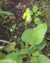 cowslip