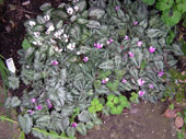 cyclamen02s