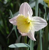 dafs5