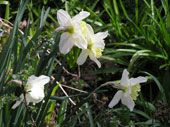 dafs4