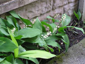 lilyofthevalley