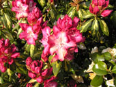 rhodedendron