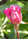 rose1