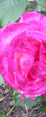 rose3