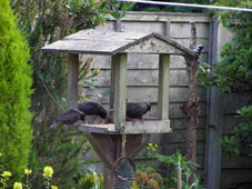 starlings