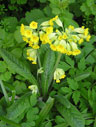 cowslip02s