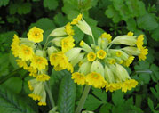 cowslip03s