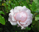 rose02s