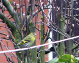 siskin02s