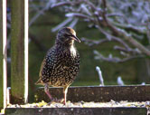 starlings