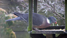 woodpigeon