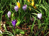 crocus01s