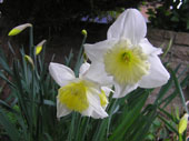 daff05s