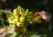 mahonia1s