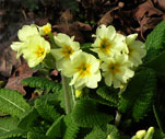 primrose01s