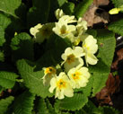 primrose03s