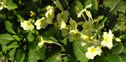 primrose04a