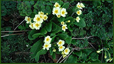 primrose01s