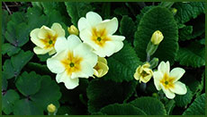 primrose03s