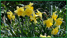 daff028s