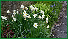 daff029s