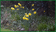 daff030s