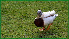 duck003s