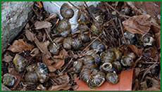 snails002s