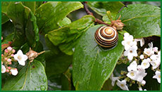 snail02s